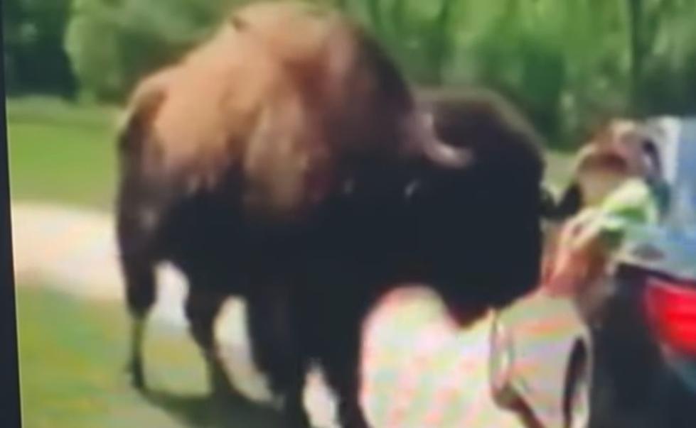 This Kid Learned A Hard Lesson About Petting Fluffy Cows