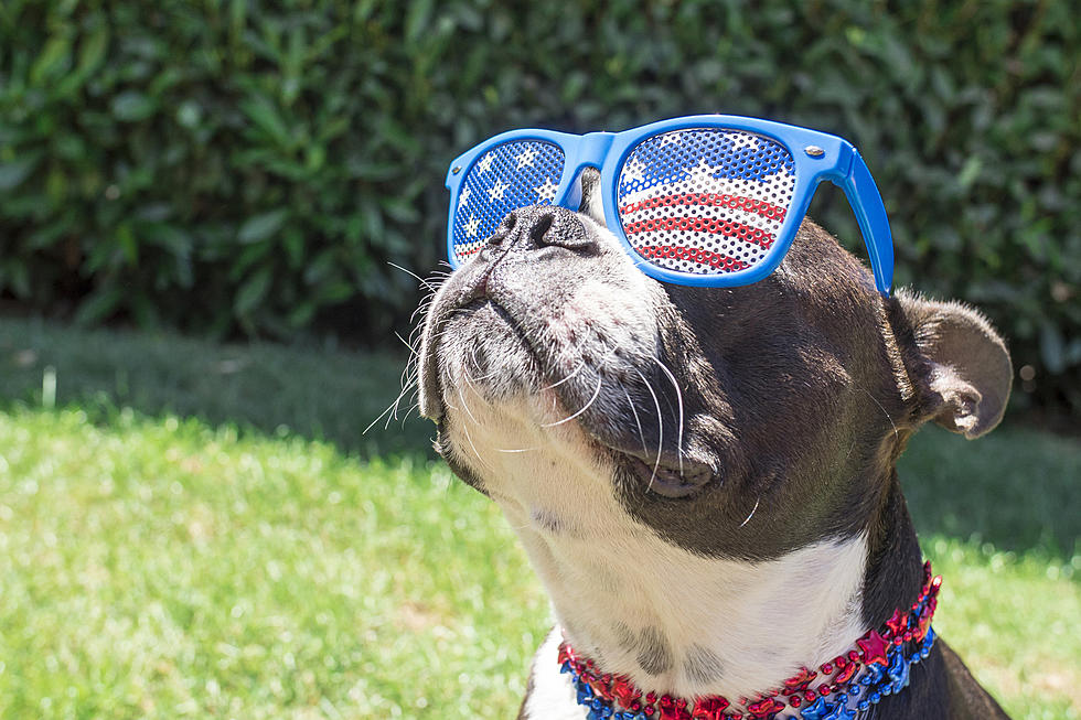 PHOTOS: The Cutest Dogs Of Summer Will Make You Say “Awwww”