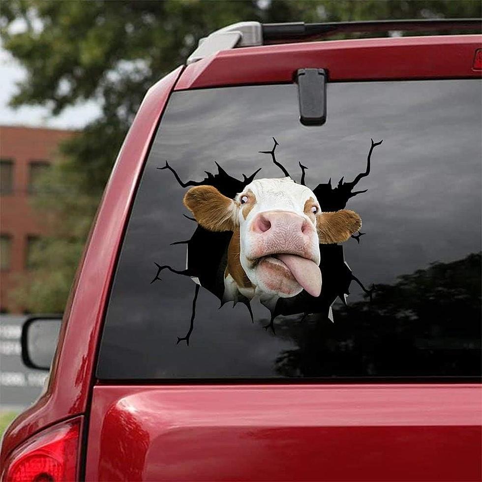 Support Ranching With Hysterical Cow Stickers For Your Car