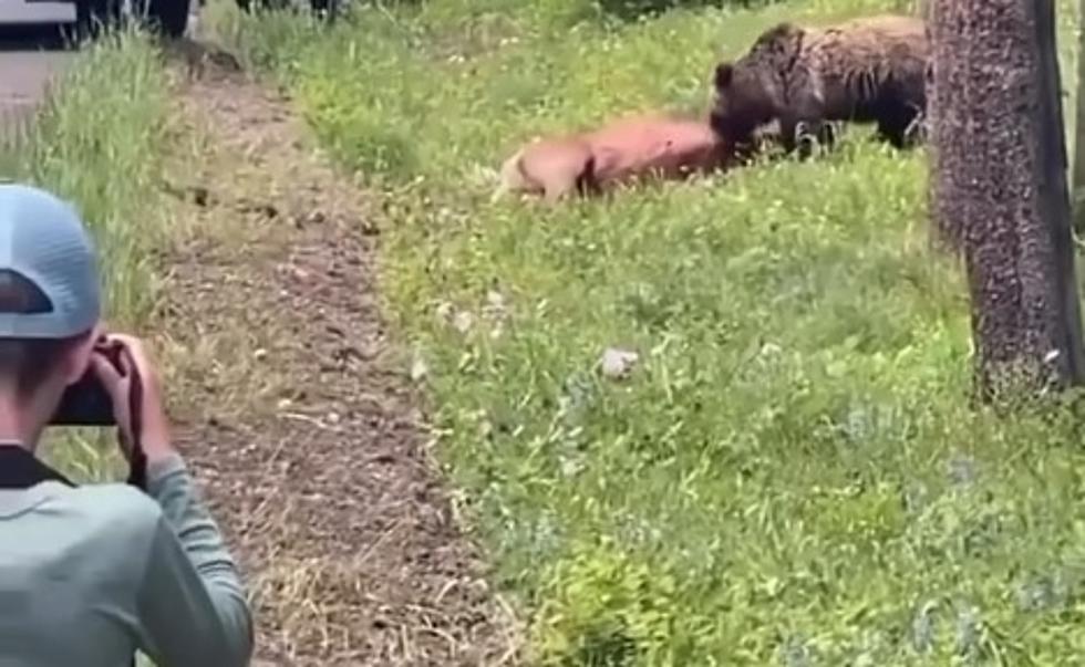 You’ll Cringe Watching These Tourist Get To Close To A Bear Eating An Elk
