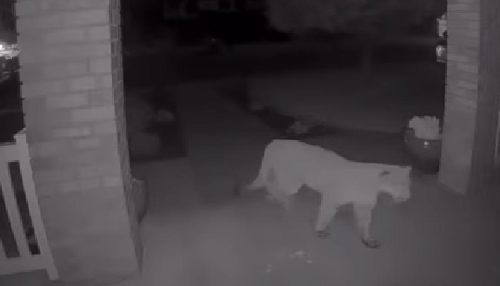 WATCH: Front Porch Cam Catches Big Cats Bone Chilling Roar