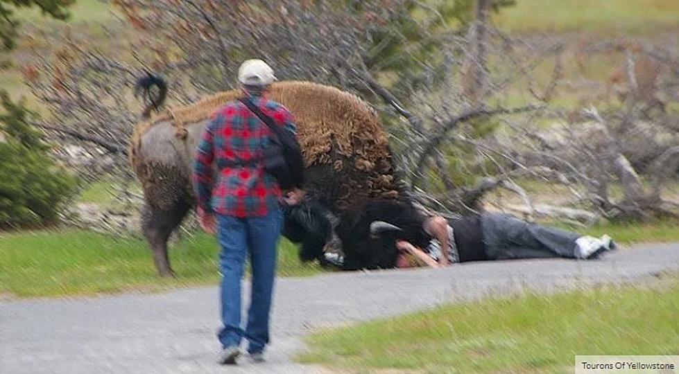 Yellowstone Bison Practices Wrestling Moves On Hopeless Tourist