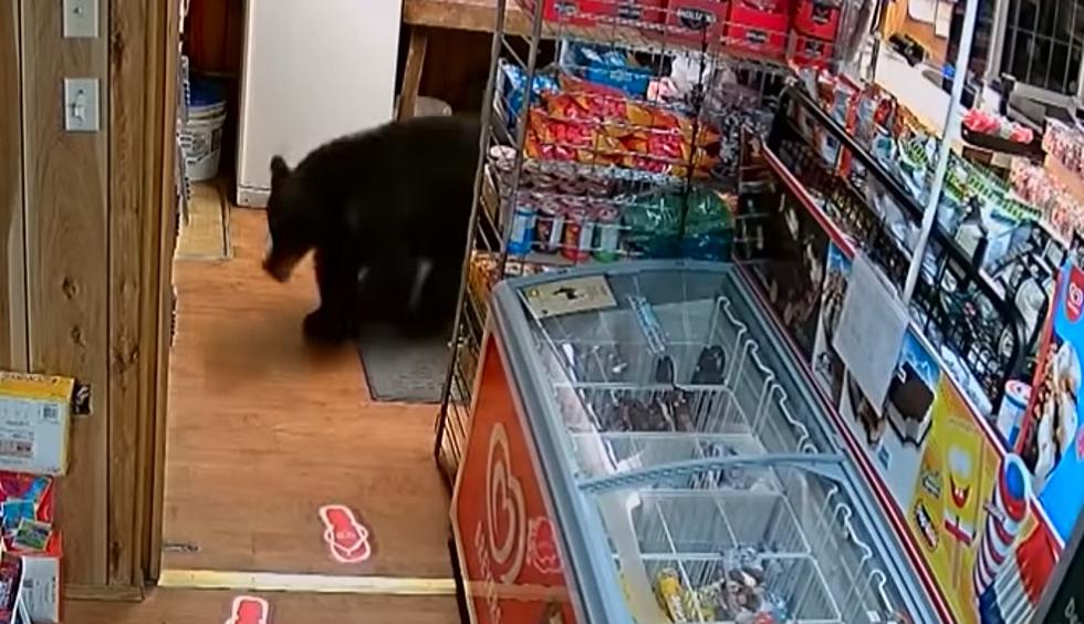 Bear Takes The Most Ironic Item From Convenience Store