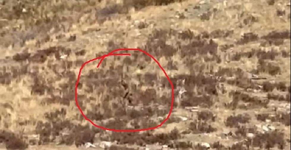 Wyoming Couple Snags Best Bigfoot Video Ever