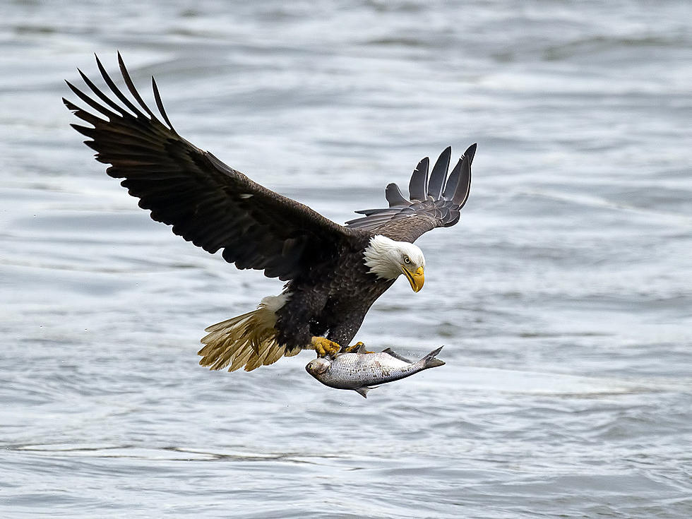WATCH: Fisherman Tosses His Catch To Bald Eagle