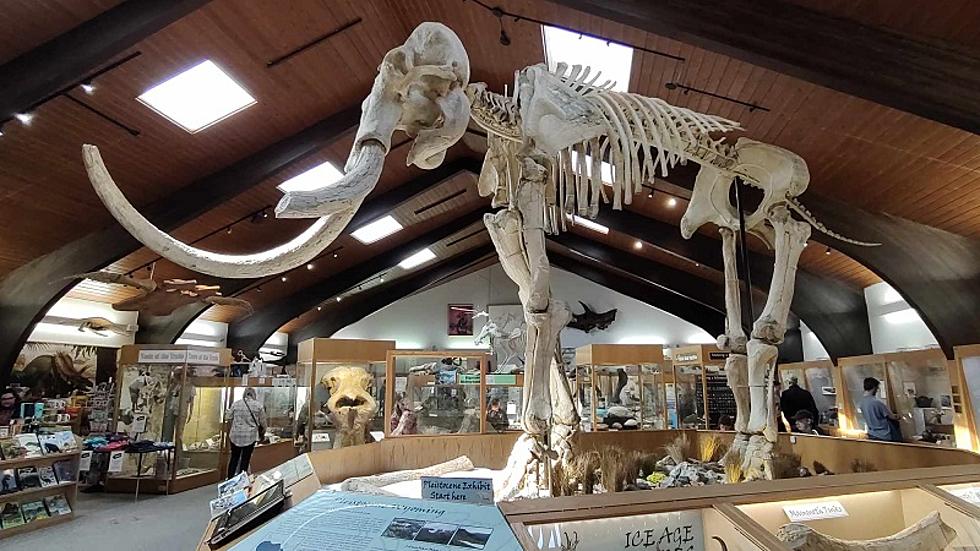 Mighty Beasts Of Wyoming’s Past Are On Display In Casper