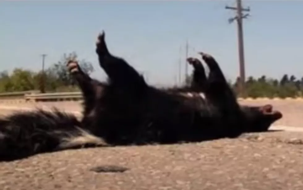 Wyoming Dead Skunk Smells Better Than Other State's Dead Skunks