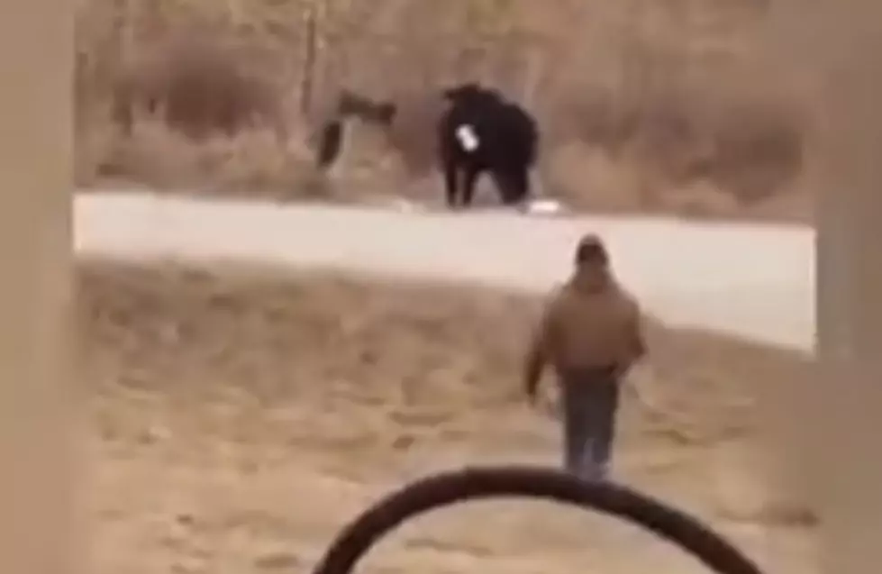 Rancher Rushes To Stop Cow From Eating His Mail