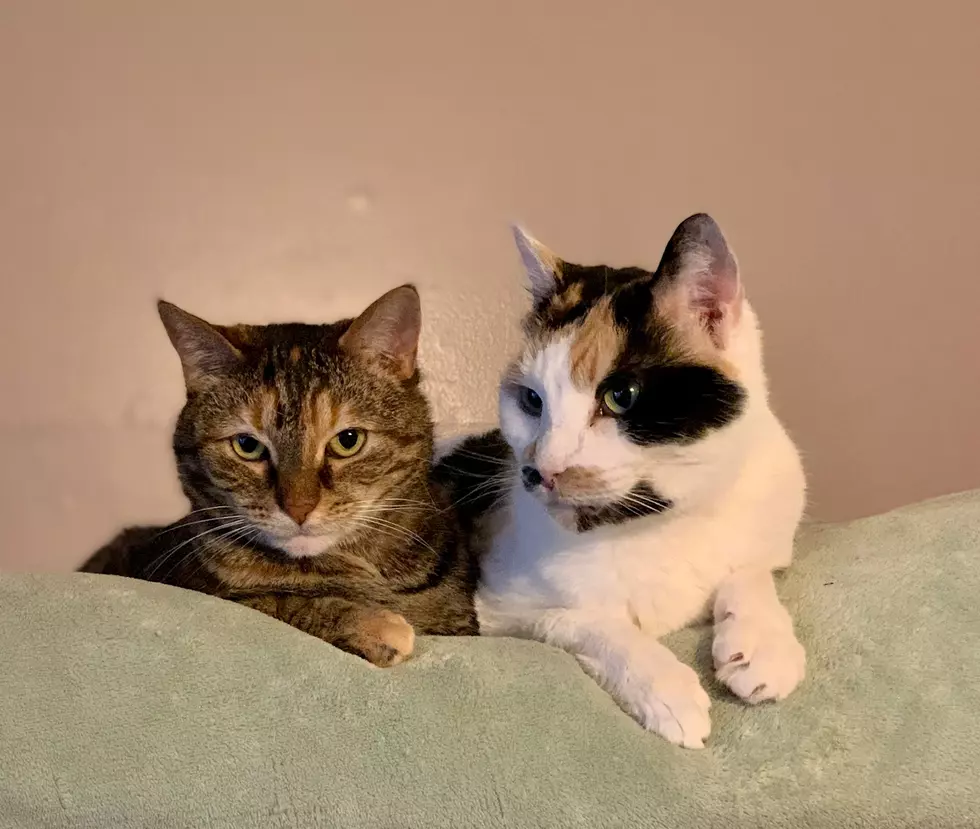 Pansy & India Are Two Cats Who Need A New Home