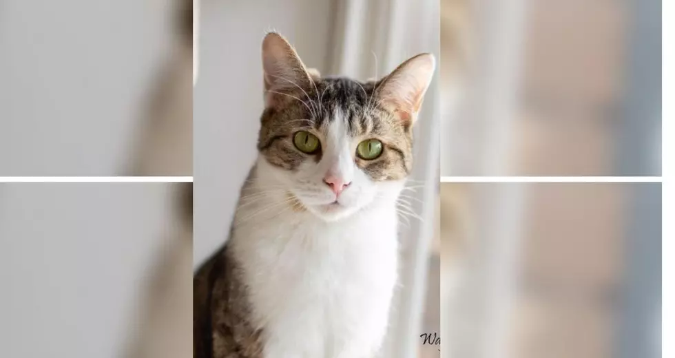 Bella Is A Gorgeous Cat In Need Of A Loving Home