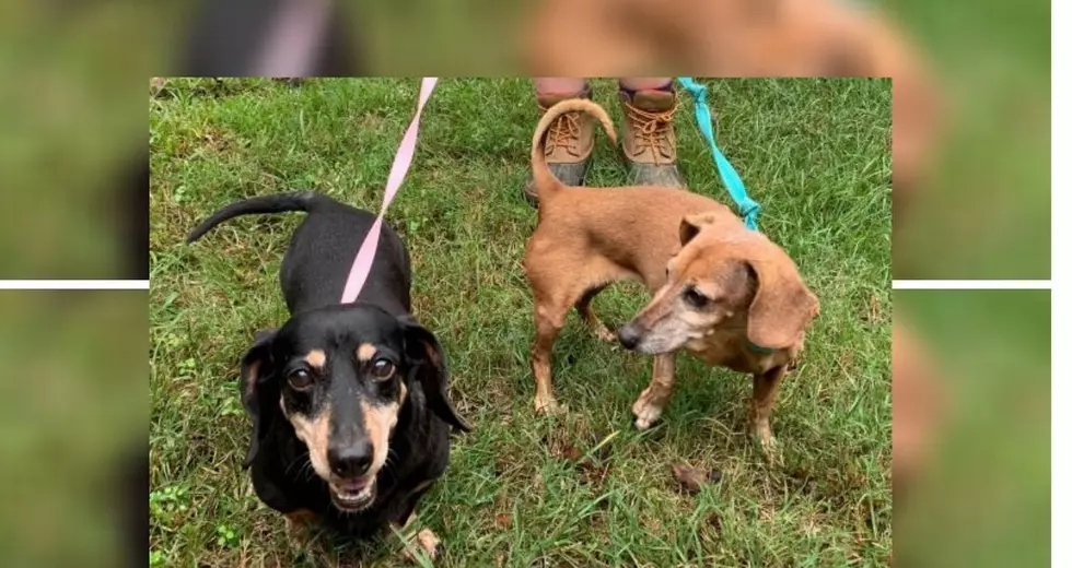 These Two Bonded Dogs Are In Search Of A Loving Home