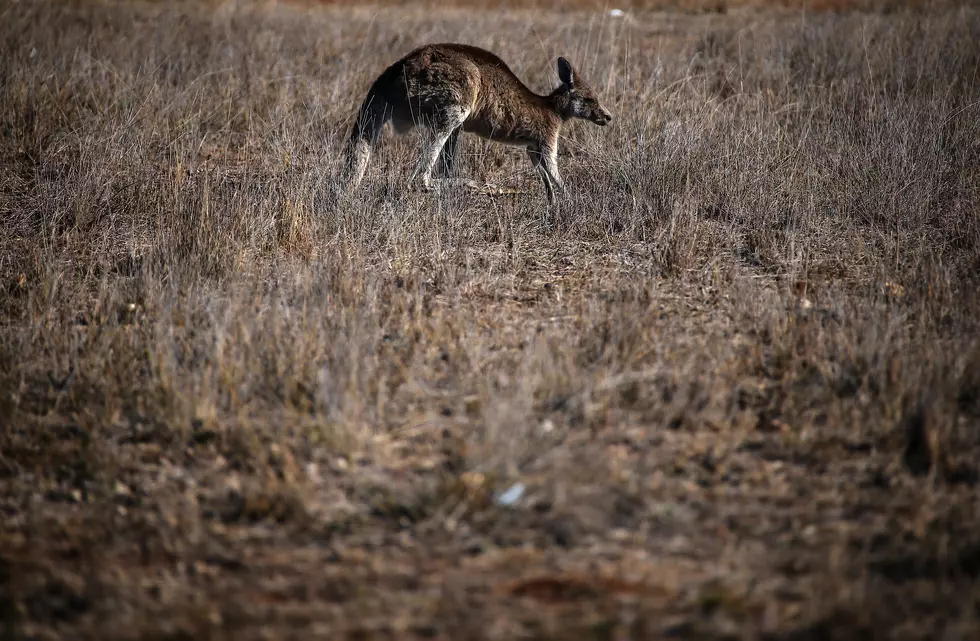 [Video] Winfield Kangaroo Finally Caught 
