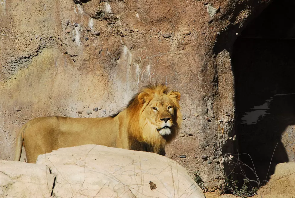 Lioness Dies After Being Fatally Injured At The Birmingham Zoo