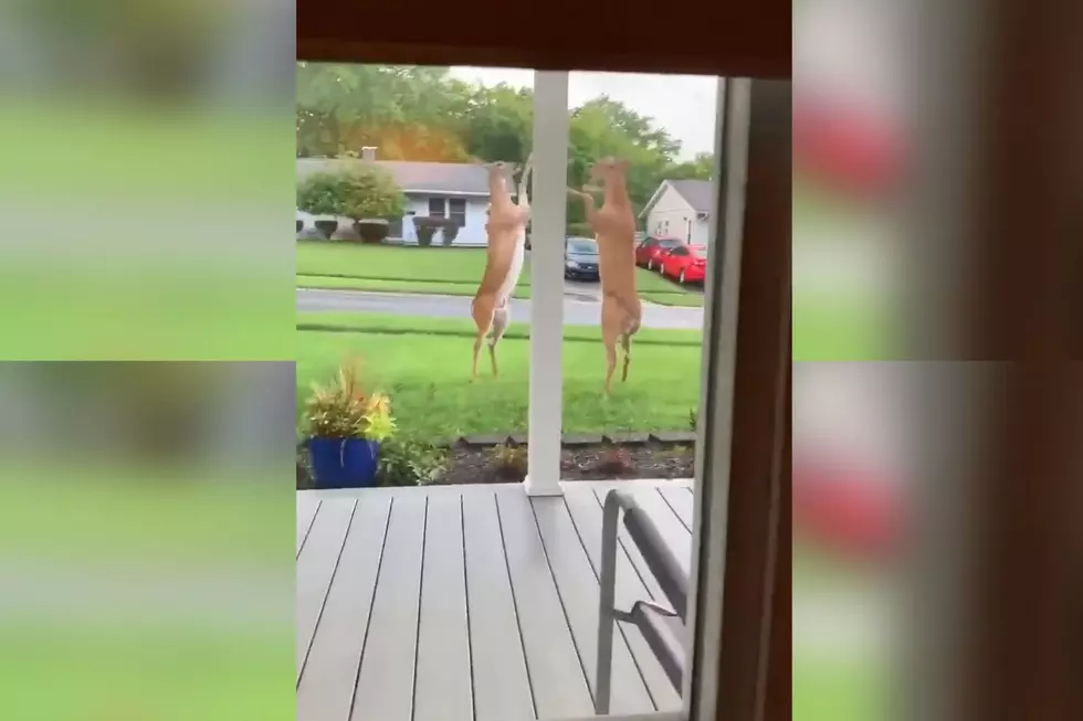 Shocking Video: Deer Caught On Camera Fighting On Hind Legs