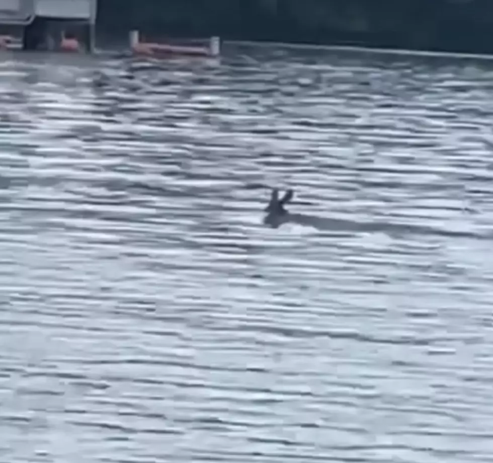 Missing Alabama Kangaroo Found Swimming In Lake Tuscaloosa