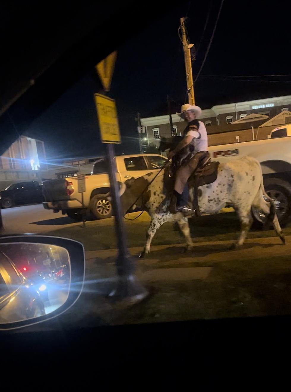 Wow! Longhorn Bull Roams Tuscaloosa Streets After Texas Game