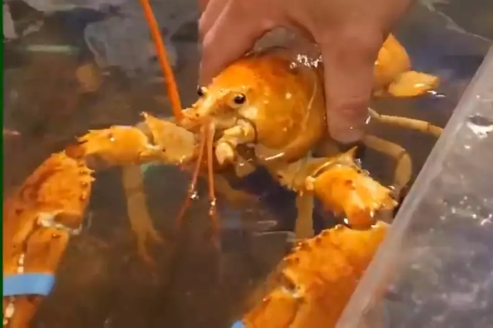 "1 in 30 Million" Orange Lobster Rescued From Brunswick Market 32