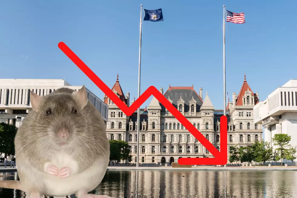 Good News: Orkin Says Albany Is Slightly Less Rat-Infested In &#8217;22