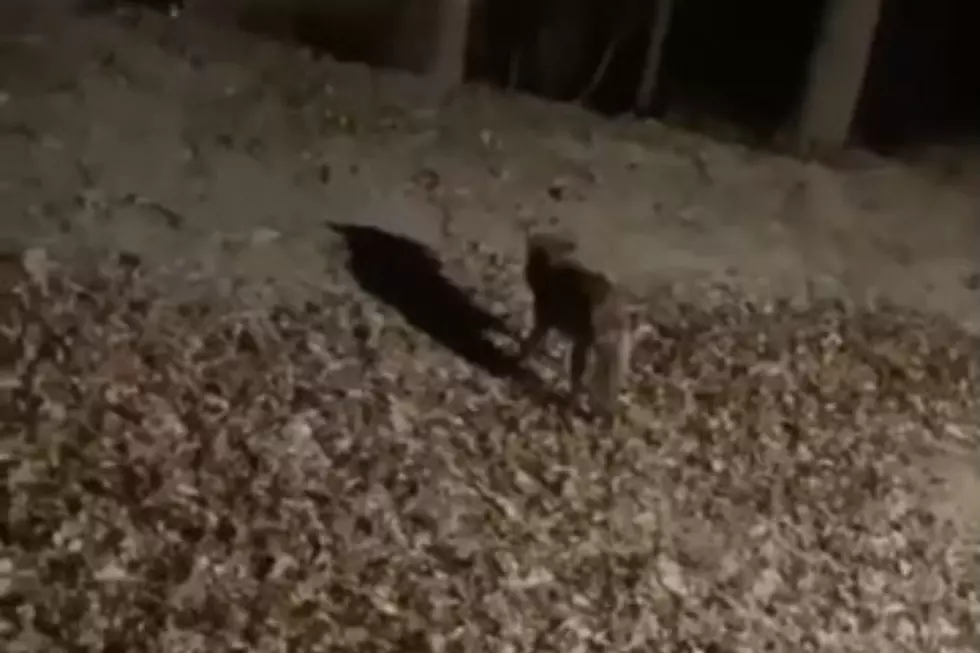 Hudson Valley College On Alert After Scary Campus Coyote Attack