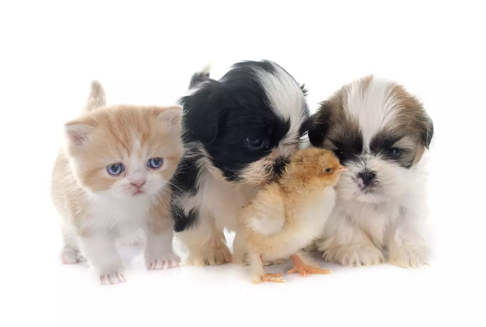 Something We Need Right Now:  Pictures of Kittens and Puppies