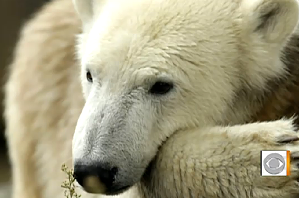 Mysterious Death of Knut the Polar Bear Unveiled