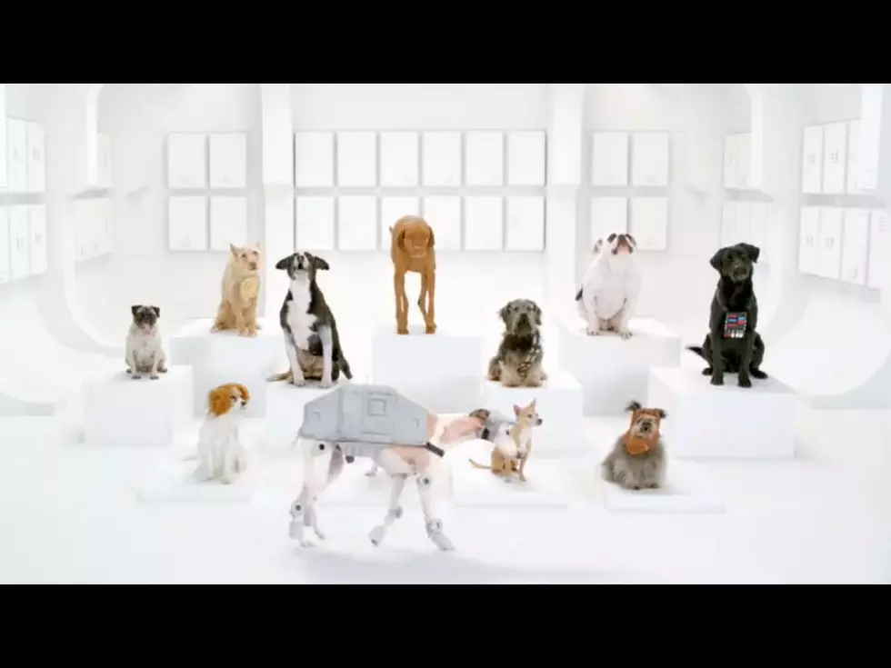 This Is Your Dog On Star Wars [VIDEO]