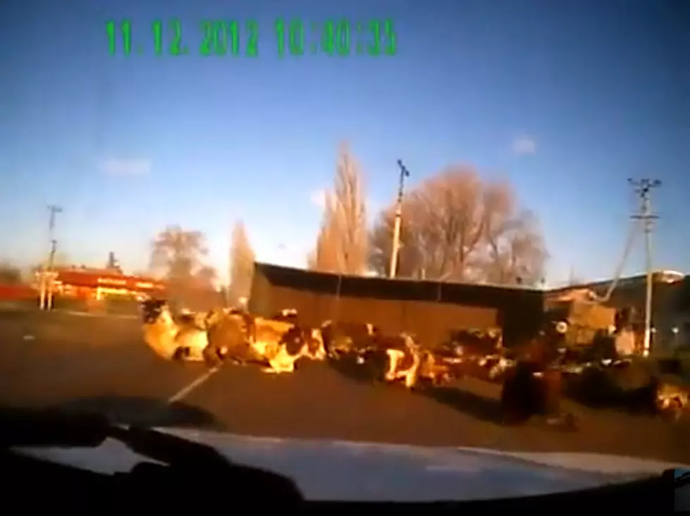 Talk About A Milk Shake – Truck Full Of Cows Dumped On Road [VIDEO]