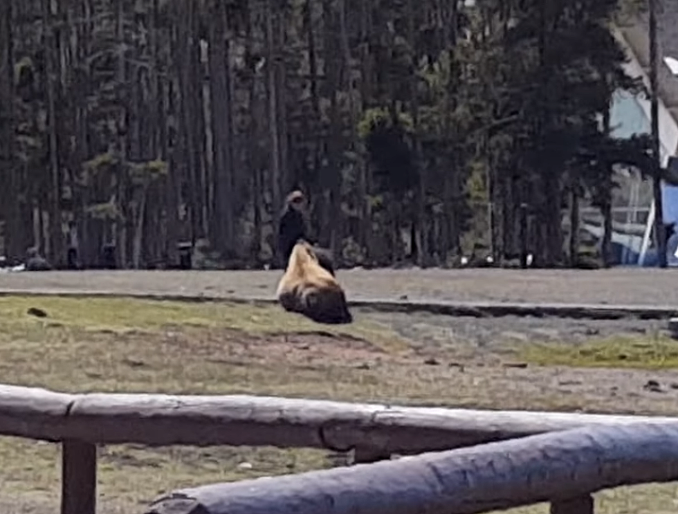 Woman Tries To Pet A Bison At Yellowstone – Lives To Tell About It (VIDEO)
