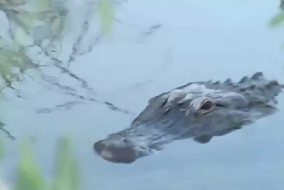 Video Of Gators In Hagerman May Make You Think Twice About Going In The Water