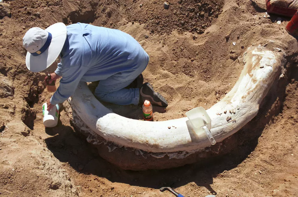 Idaho Man Digs In Yard, Finds Mammoth Tusk