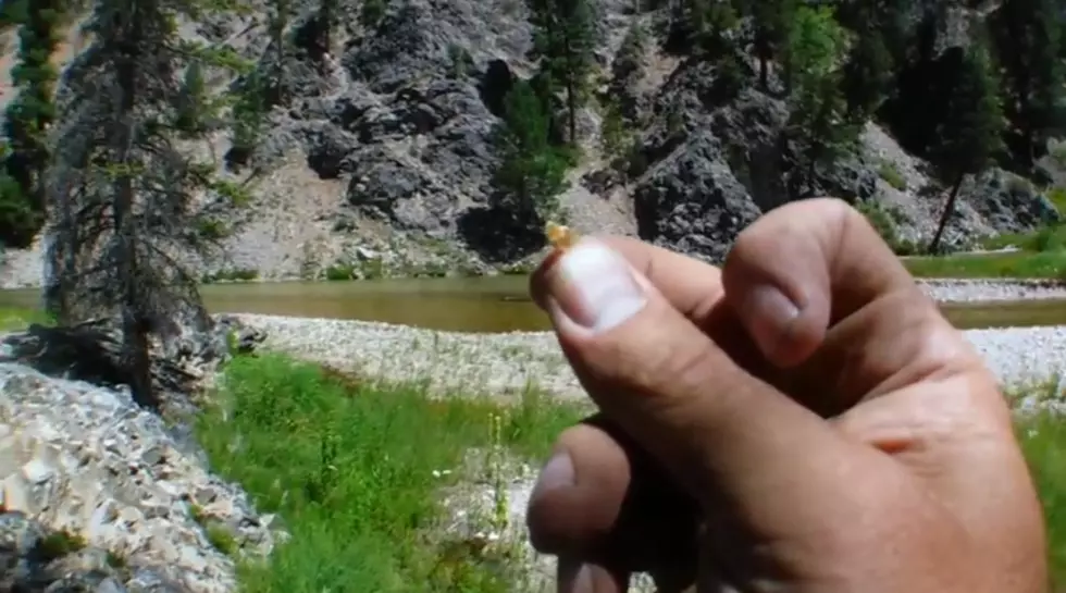 Guy With Metal Detector Finds Gold Nugget Near Middle Fork Boise River
