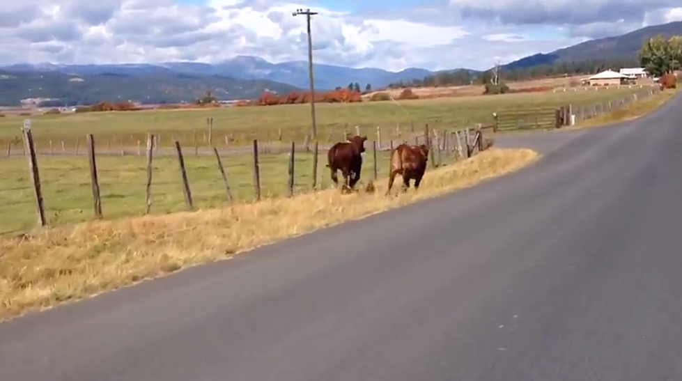 Idaho Cow Racing Video