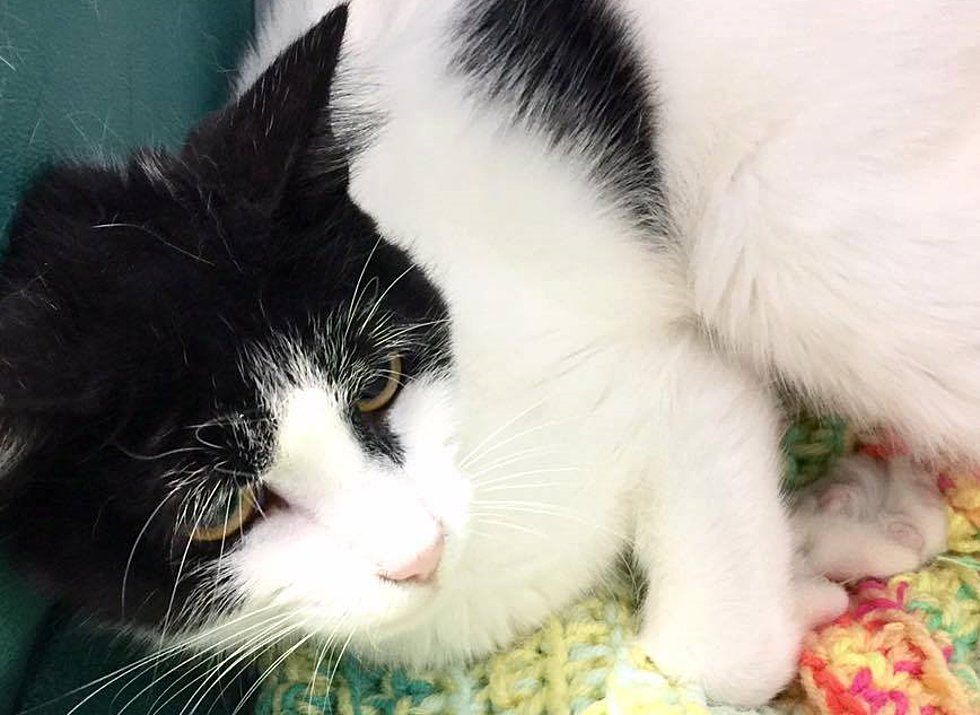 This Beautiful Twin Falls Cat Would Love To Take You Home
