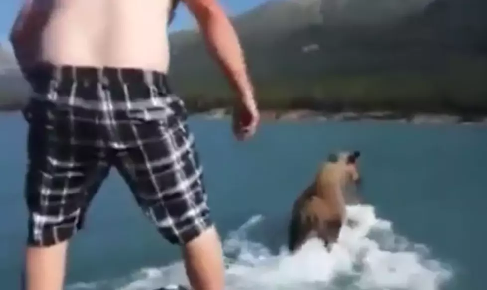 Stupidest Guy In The World Jumps On A Moose Crossing A River (VIDEO)