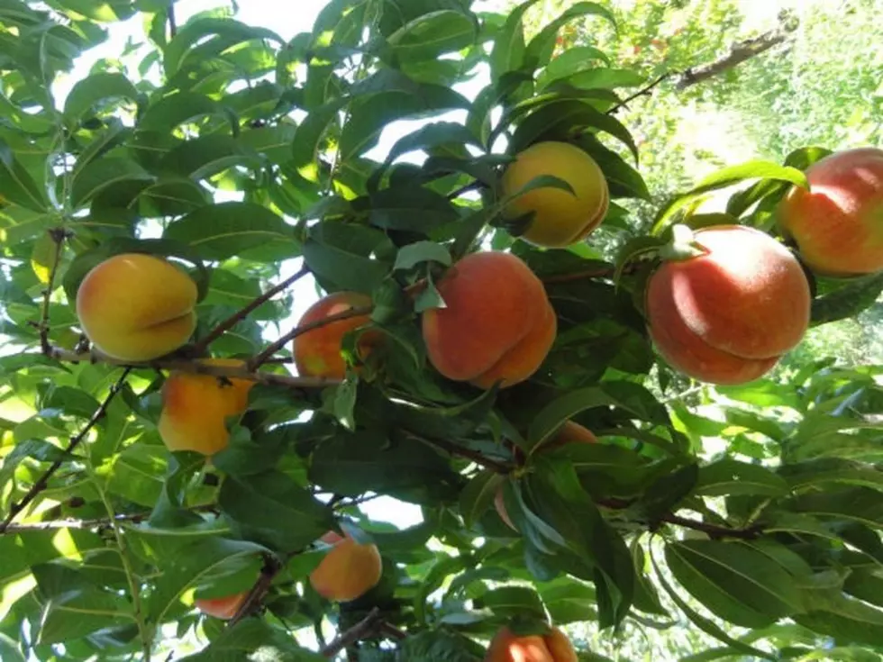 Have You Ever Thought About Owning An Orchard Near Buhl?