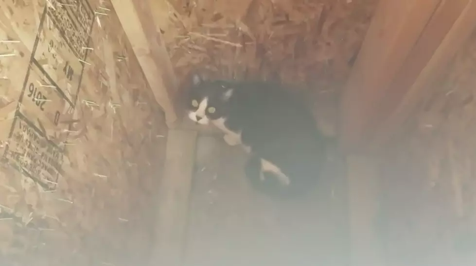 Check Out Amazing Rescue Of Cat Trapped In Idaho Home Pillar (VIDEO)