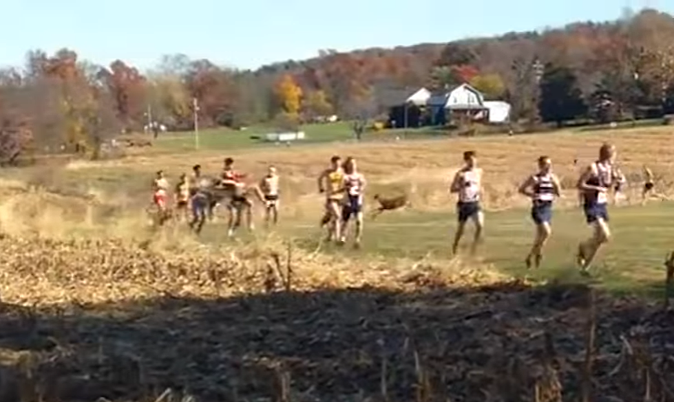 Deer Clobbers Cross-Country Runner During Race (VIDEO)