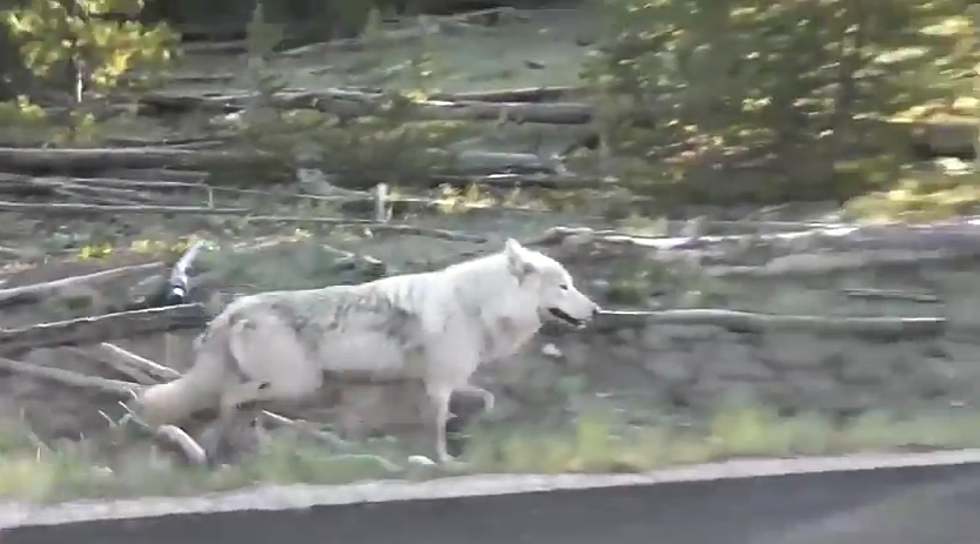 Famous Yellowstone National Park White Wolf Has Been Euthanized