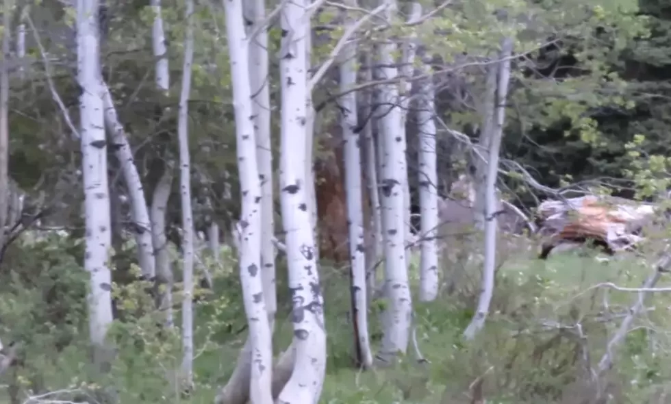 Idaho Guy Searches For Bigfoot – Finds Bear Instead (WATCH)