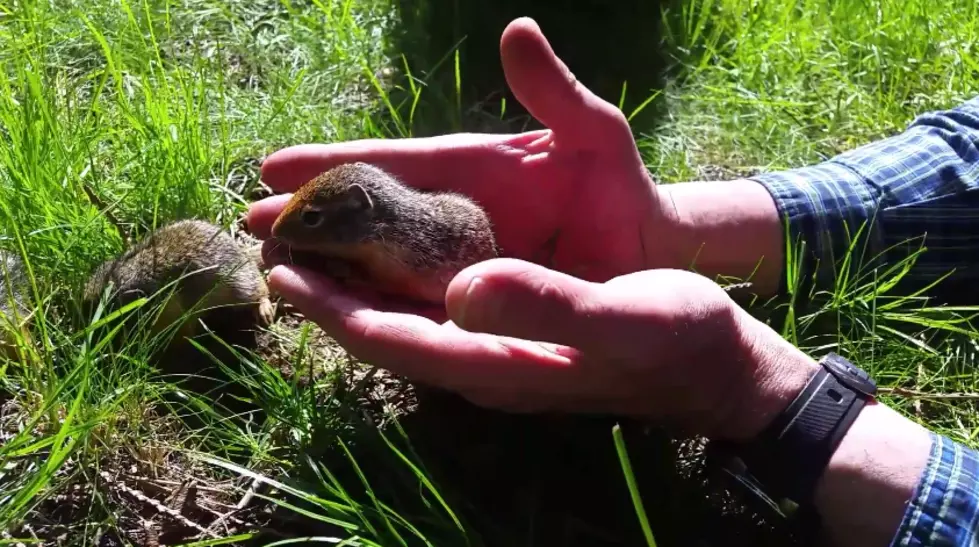 Idaho Family Goes on Picnic – Meets Pack of Baby Squirrels (WATCH)