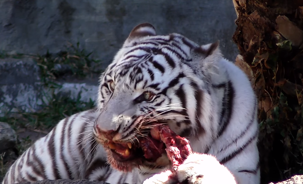 In July, You Can Go to the Idaho Falls Zoo and Watch Animals Eat Meat