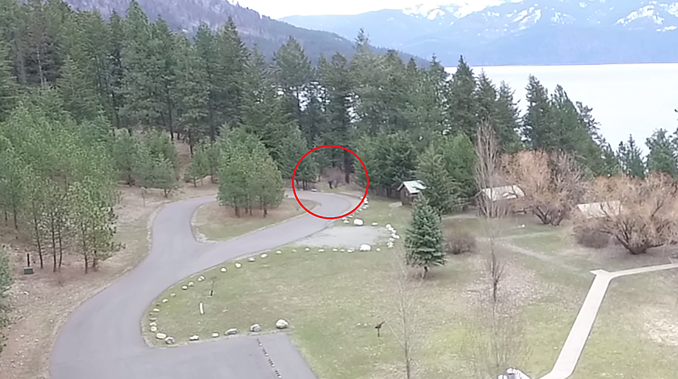 Our Friends in Northern Idaho Think They’ve Found Bigfoot (WATCH)