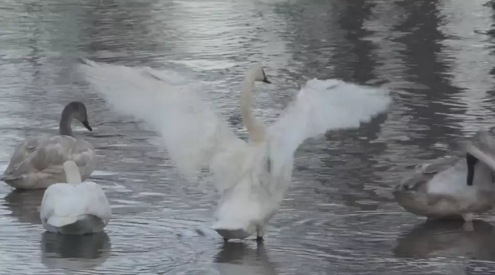 This is Likely the Best Video of Idaho Swans You’ll Ever See (WATCH)