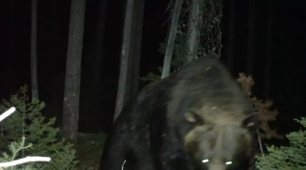 Idaho Grizzly Bear Finds a Trail Camera, Annihilates It (WATCH)