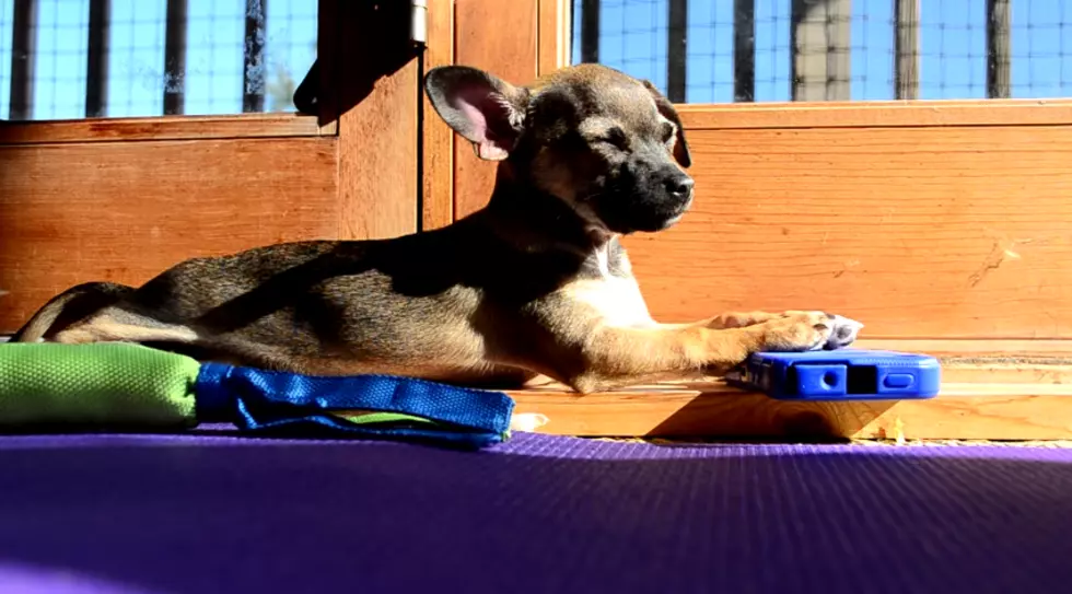 When Will Puppy Yoga Finally Come to the Magic Valley?