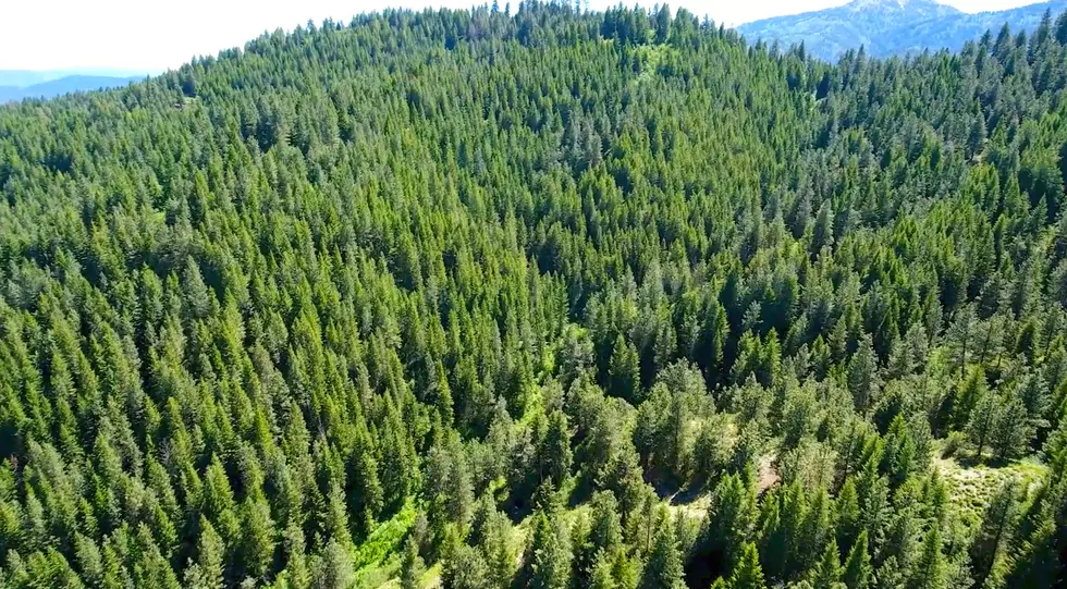 Now, You Can Own a Ton of Idaho Trees, But It’ll Cost Ya