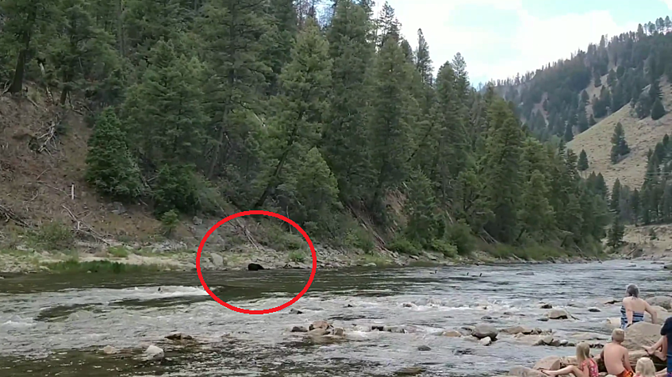 Idaho Family Remains Amazingly Calm While Bear Stares at Them (WATCH)