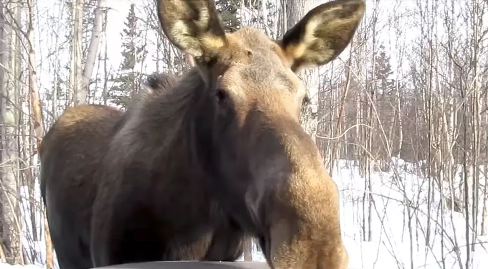 No, That Moose Does Not Want to Hang Out With You