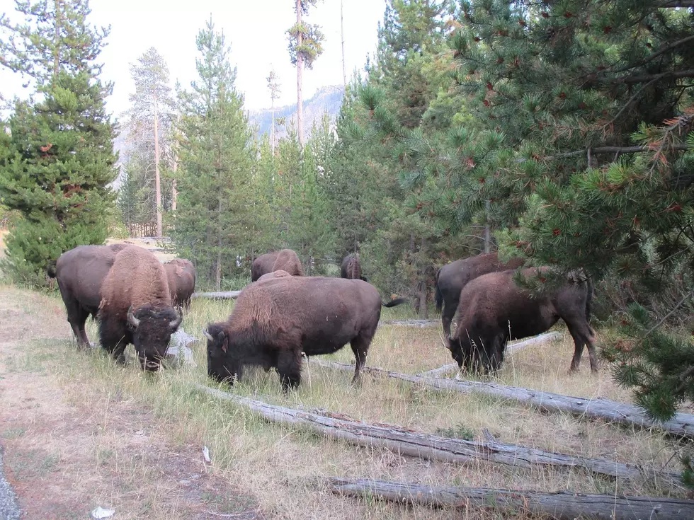 Yellowstone Welcomes 940,000 Visitors in July