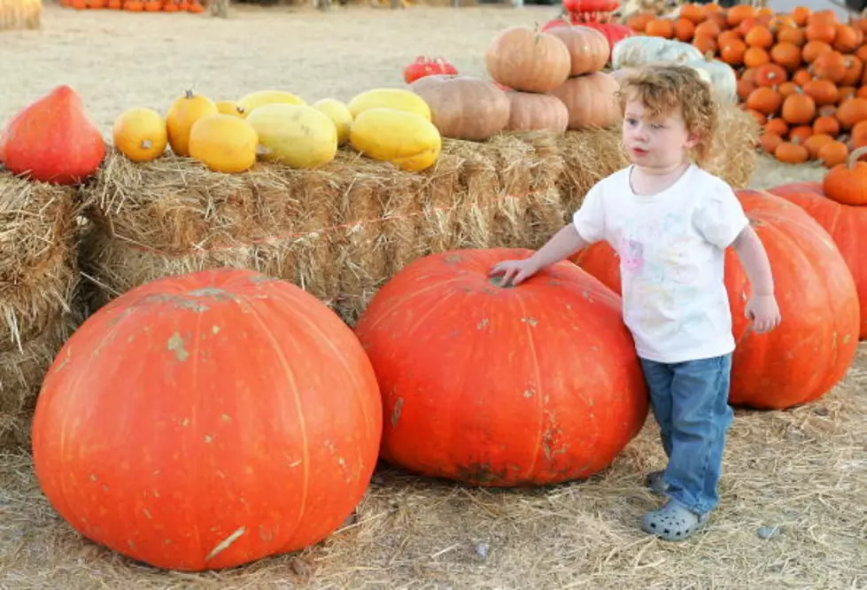 Annual Free Pumpkin Planting Event For Kids With Petting Zoo